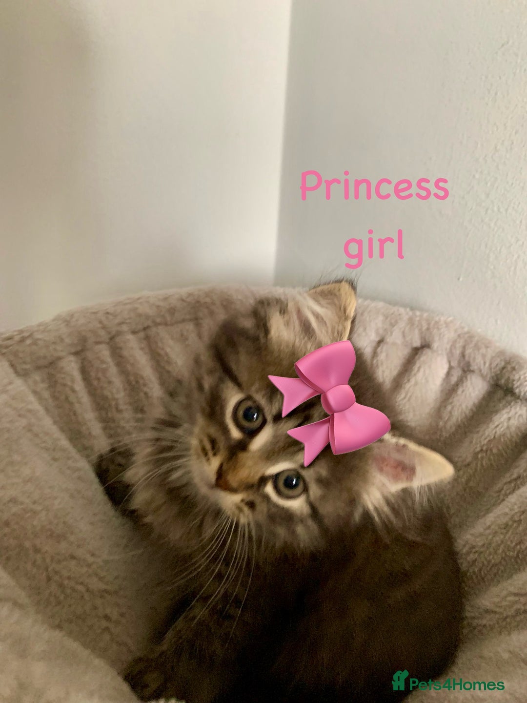 Siberian cats for sale: Siberian girl kittens ready for new home now - Image 4