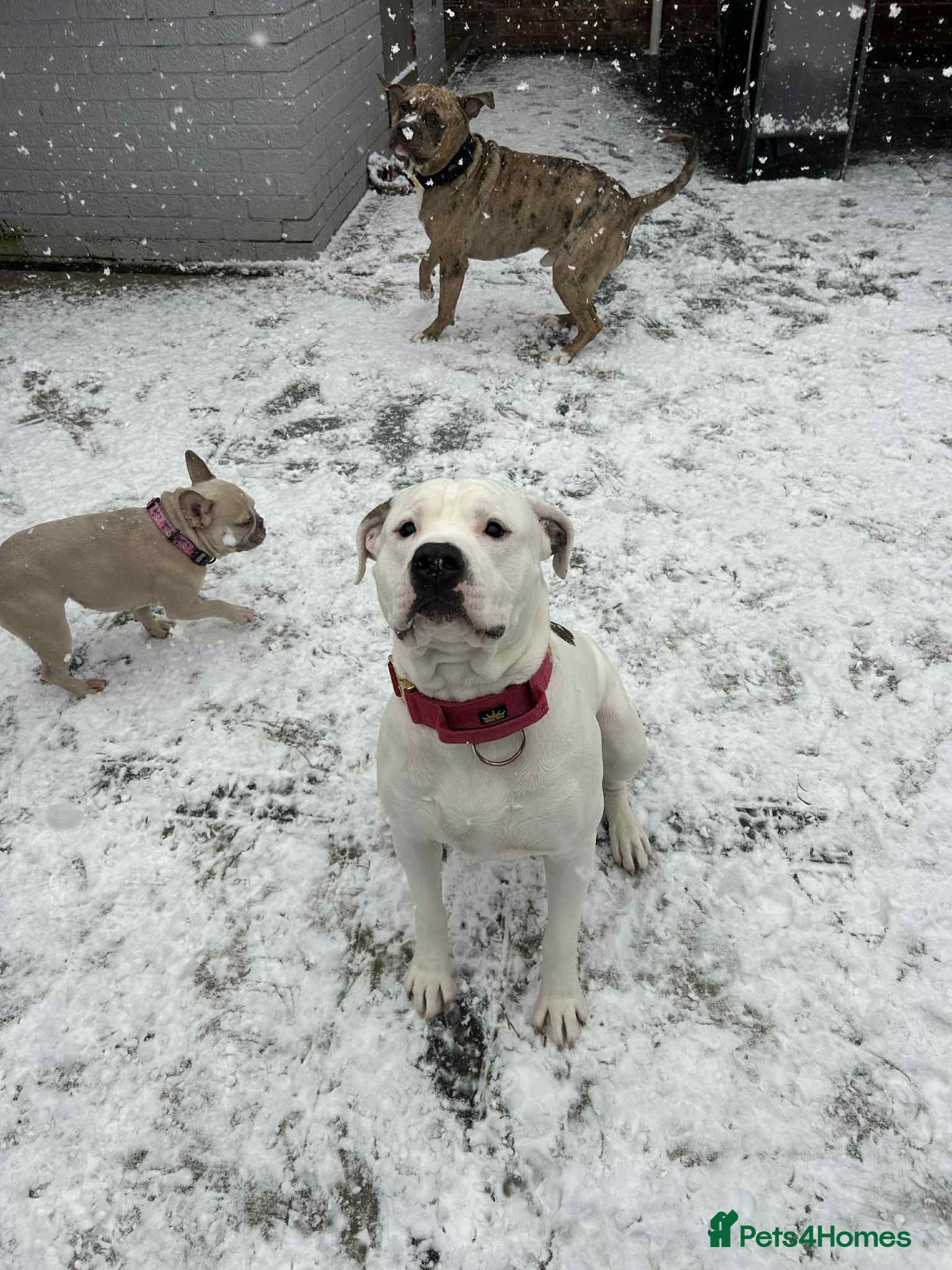 Mixed Breed dogs American Bulldog cross MALE 1 years old - Advert 1