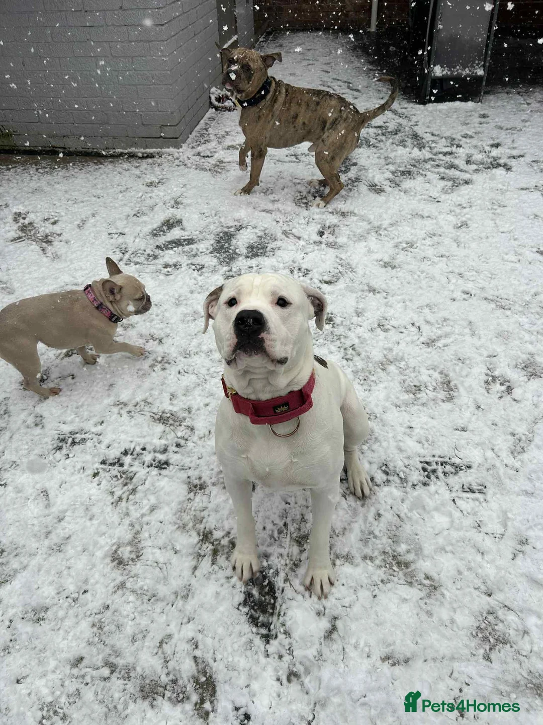 Mixed Breed dogs for sale: American Bulldog cross MALE 1 years old - Advert 1