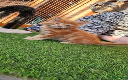 Maine Coon cats for sale: Big maine coon kittens  - Image 26