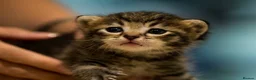 Tibetan cats for sale: Kittens looking for a loving home  - Advert 4