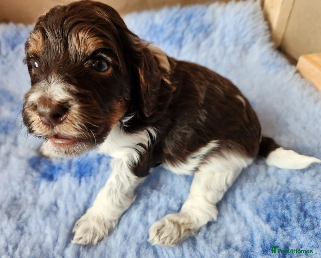 Cockapoo dogs for sale: Cockapoo Puppies,  stunning colours  - Advert 17