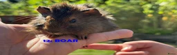 Guinea Pig rodents for sale: Guinea Pigs - Ready Now - Advert 23