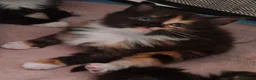 Mixed Breed cats for sale: Beautiful Long haired fluffy kittens - Advert 14