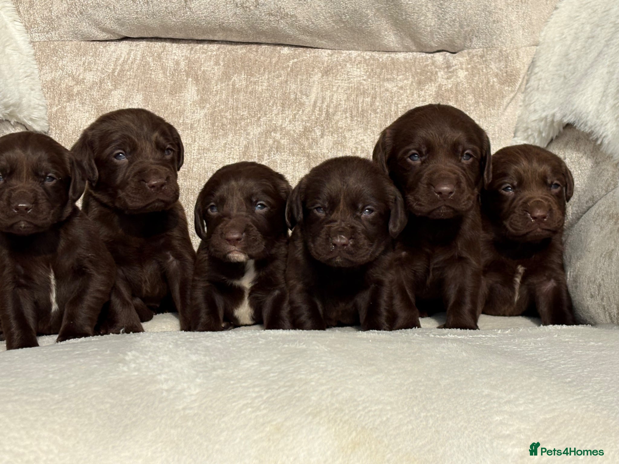 Cockerdor dogs Stunning Cockerdor chocolate puppies - Advert 1