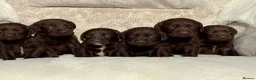 Cockerdor dogs for sale: Stunning Cockerdor chocolate puppies - Advert 1