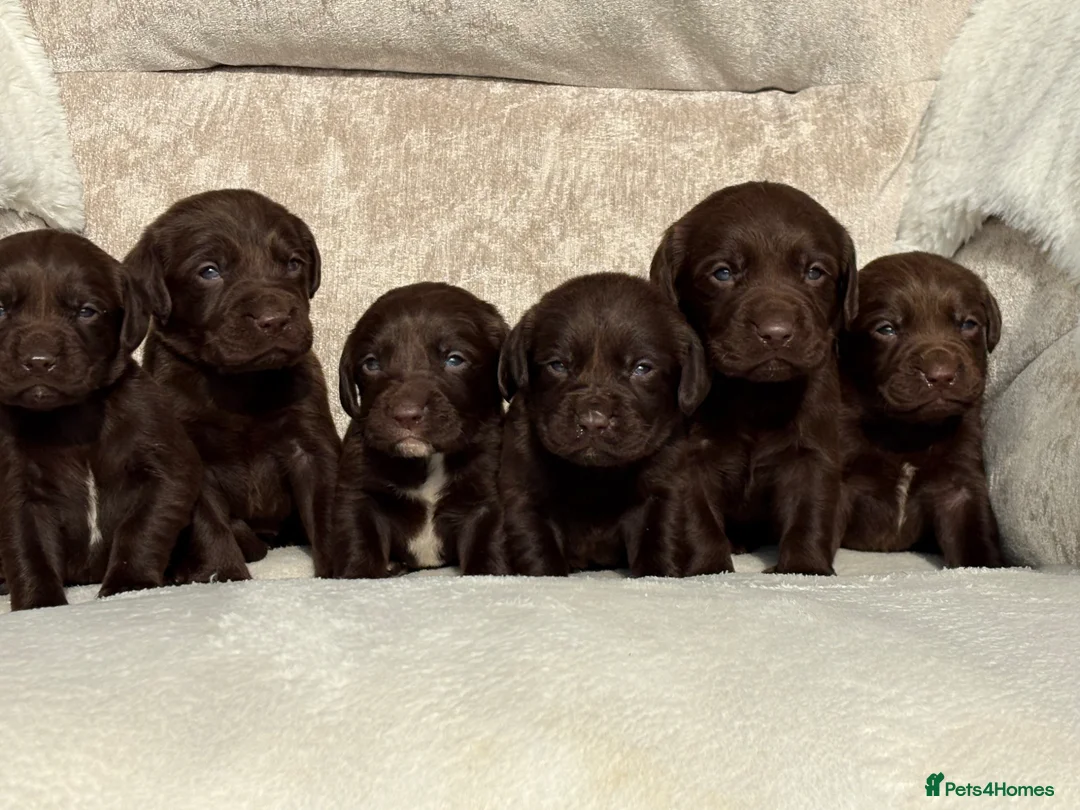 Cockerdor dogs for sale: Stunning Cockerdor chocolate puppies - Advert 1