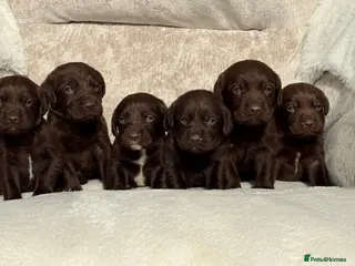 Cockerdor dogs for sale: Stunning Cockerdor chocolate puppies - Advert 1