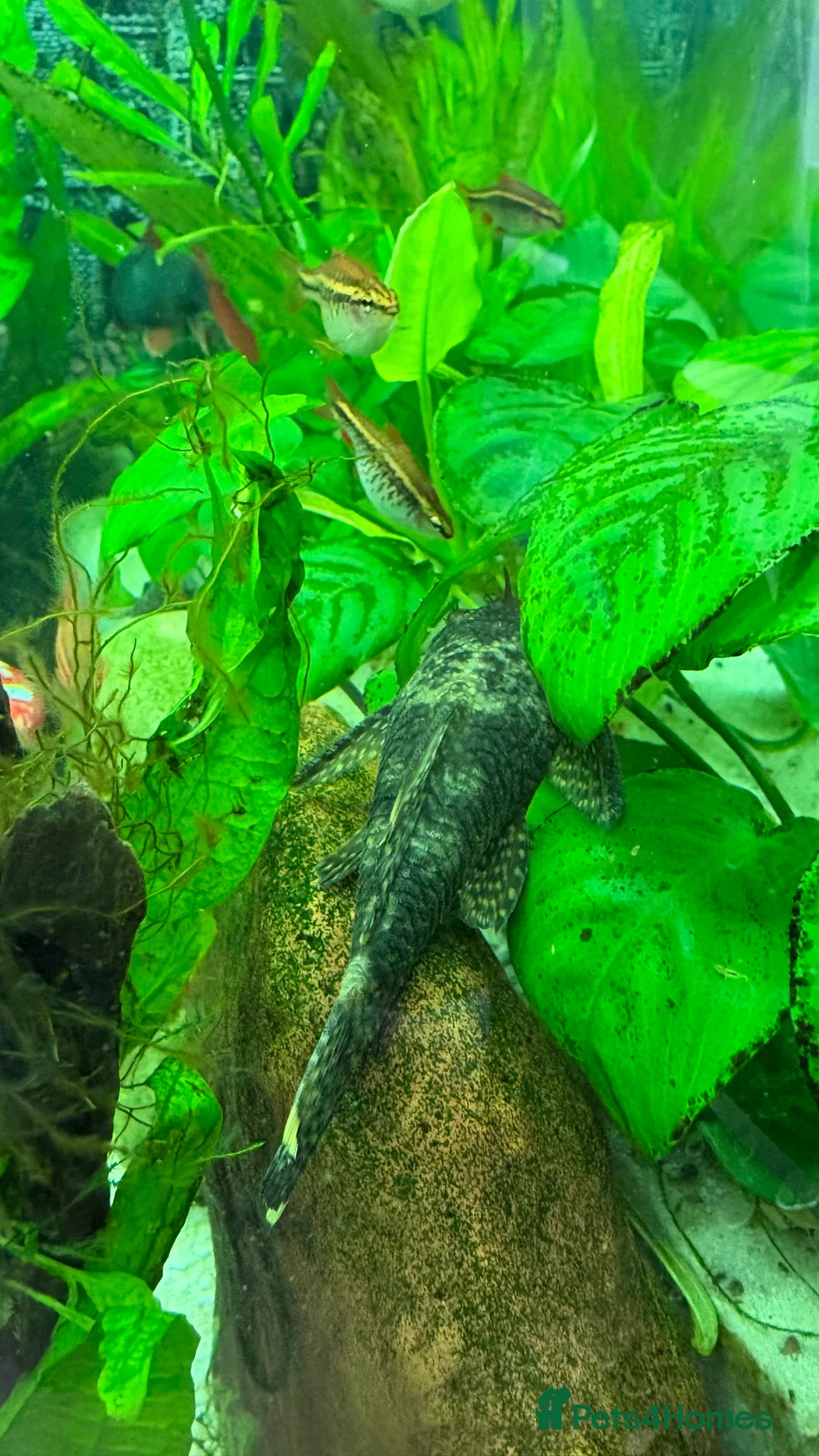 Angelfish fish for sale: Bristlenose/Angelfish/Swordtail for sale in RM8 - Advert 2