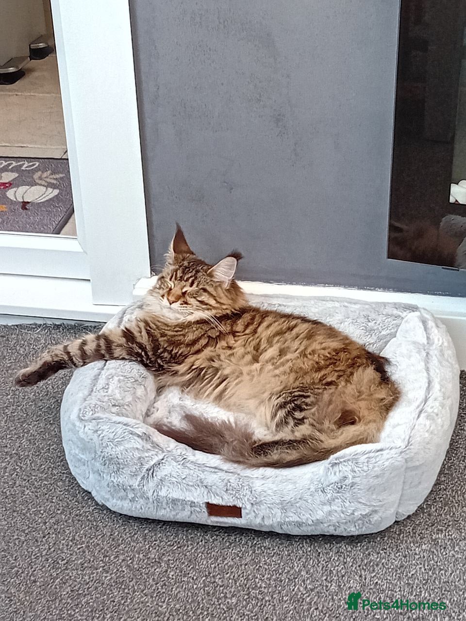 Maine Coon cats Adorable Main coon kittens - Advert 5