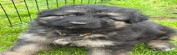 German Shepherd dogs for sale: Long haired Chunky GSD puppies in Downham Market - Advert 2