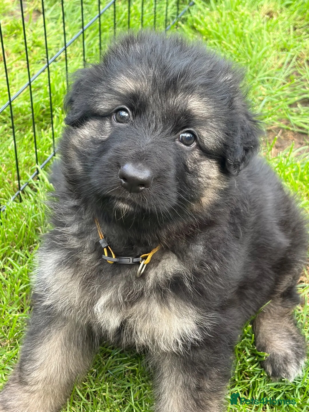 German Shepherd dogs for sale: Long haired Chunky GSD puppies in Downham Market - Advert 2