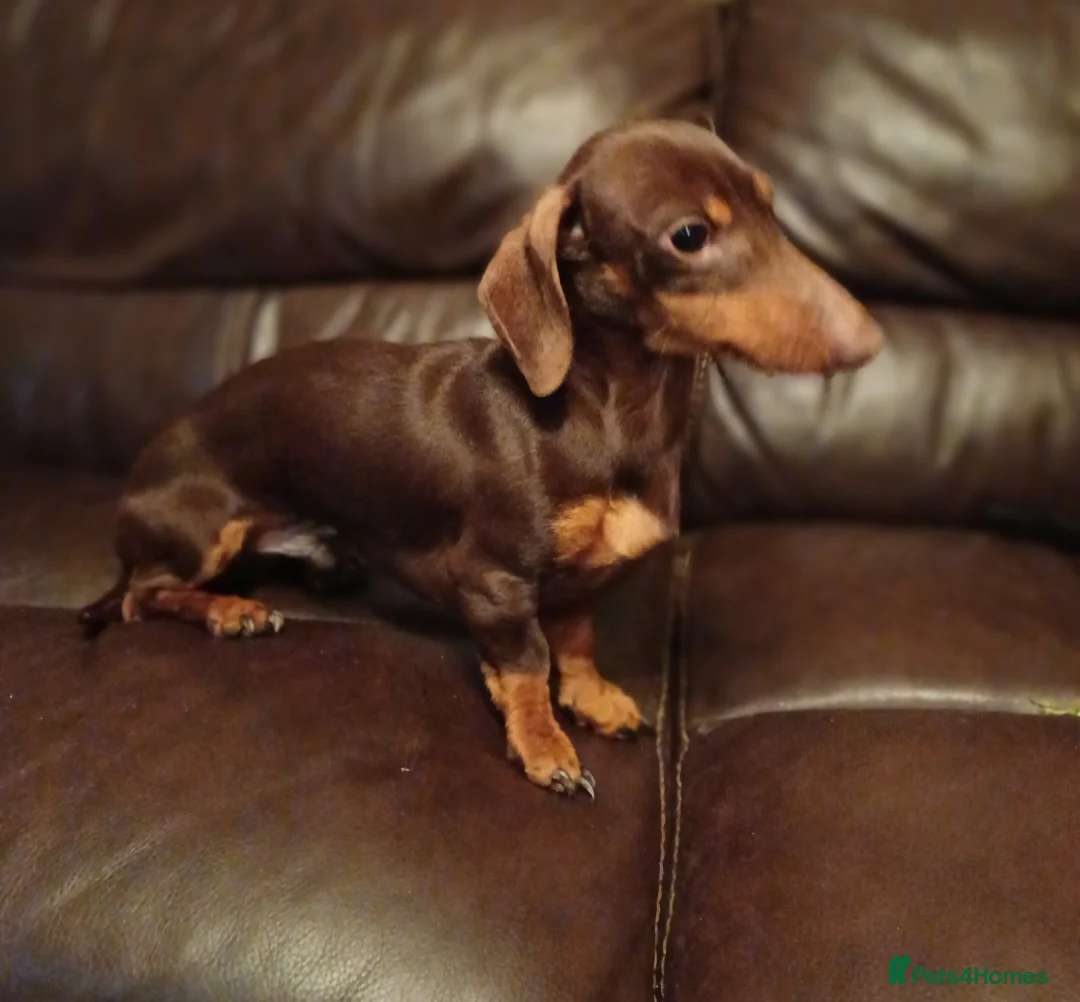 Miniature Dachshund dogs for stud: 3.5kg stunning Miniature Dachshund for Stud  - Advert 2