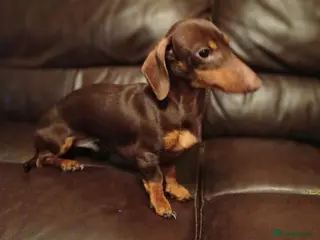 Miniature Dachshund dogs Stunning Miniature Dachshund Stud - Advert 4