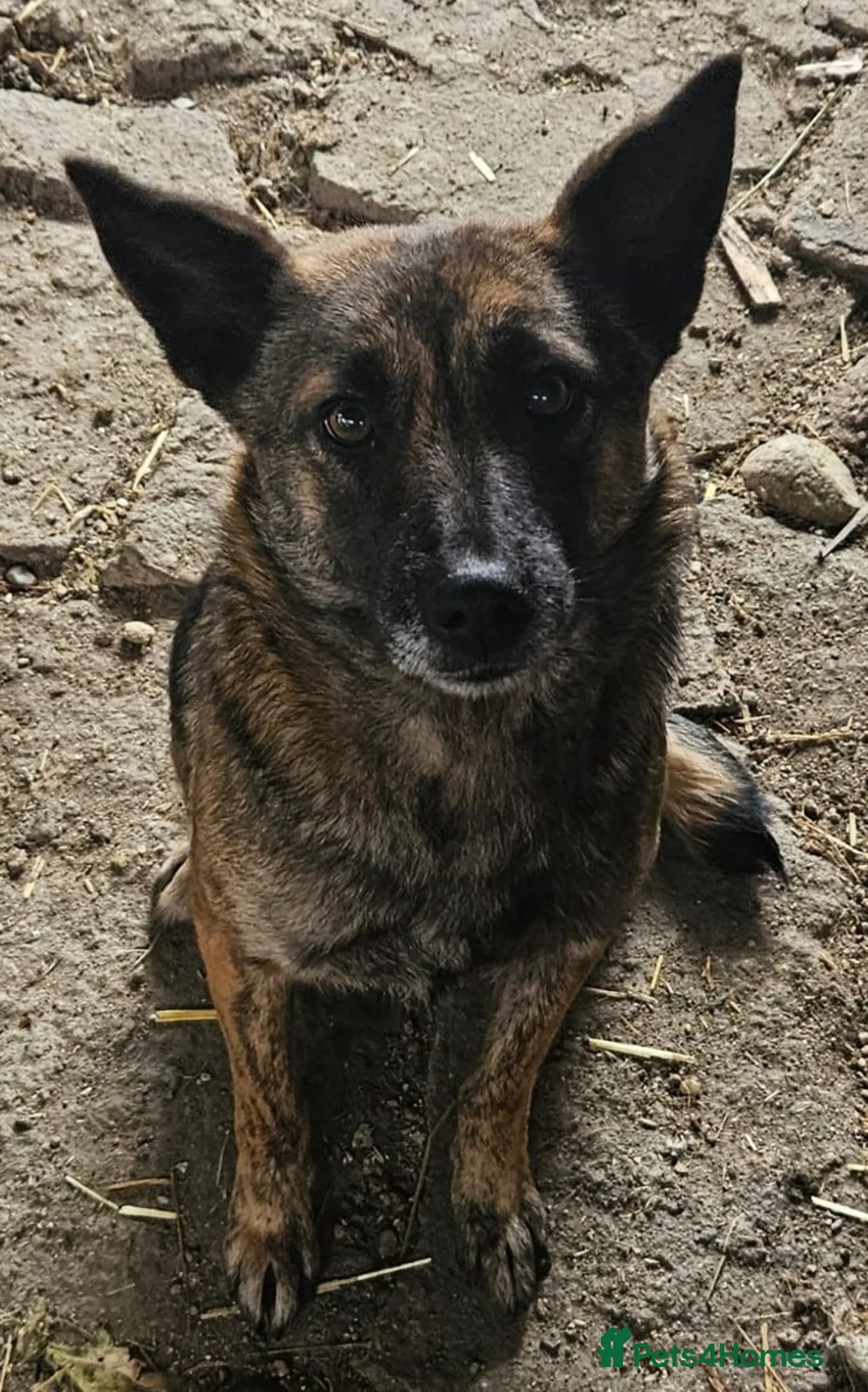 Mixed Breed dogs for adoption: 🌸 🐾 LIANA – a Lovely Girl for a Loving Home 🐾🌸 - Advert 2