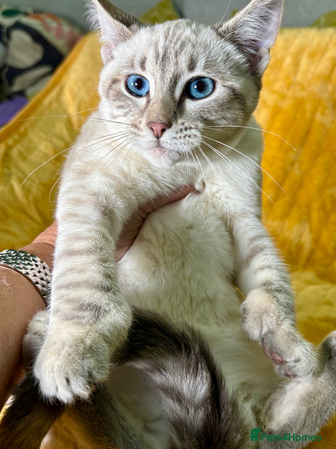 Bengal cats for sale: Breathtaking rare polydactyl snow leopard  - Advert 7