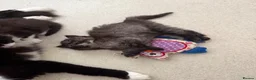 Mixed Breed cats for sale: Ragamuffin mix kittens please read description  - Advert 5