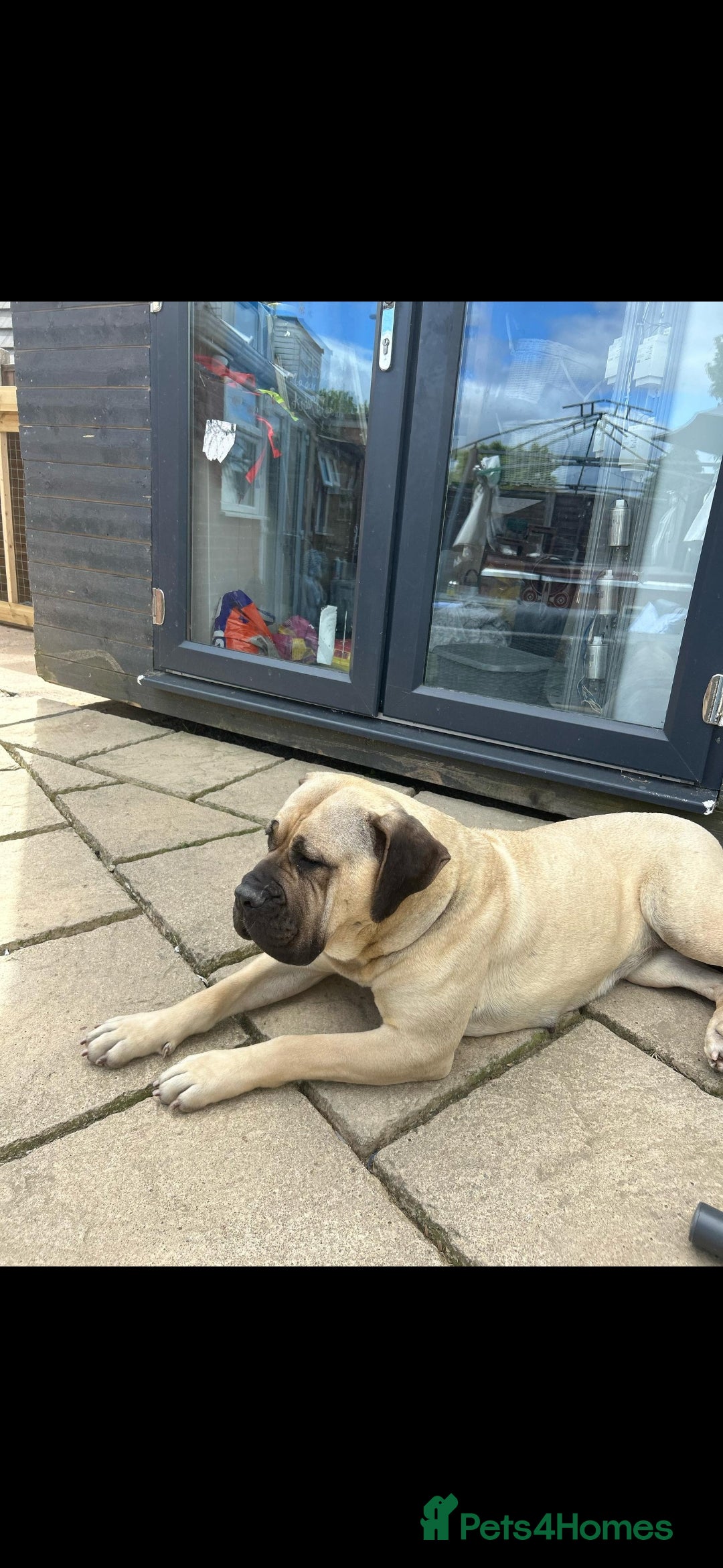 Presa Canario dogs for sale: Presa canario bitch 3 years old - Image 4