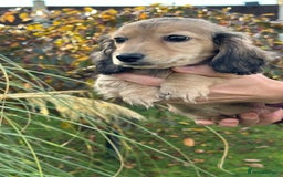 Miniature Dachshund dogs for sale: Miniature L/H Shaded Cream girl - Image 2