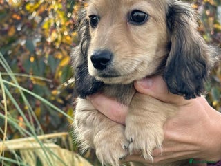 Miniature Dachshund dogs - Advert 21