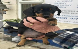 Miniature Dachshund dogs for sale: Miniature smooth haired dachshunds  - Image 24