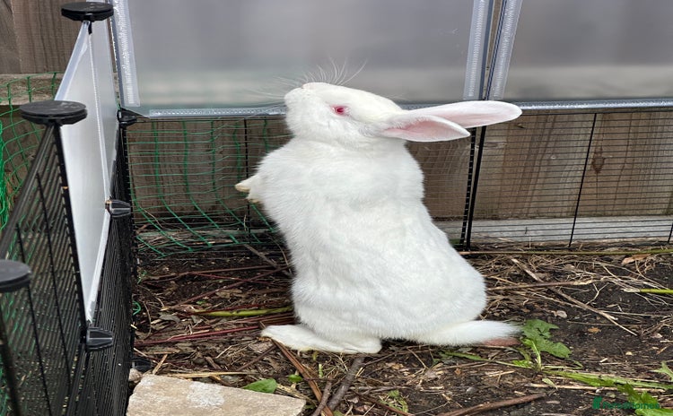 New Zealand rabbits - Advert 1