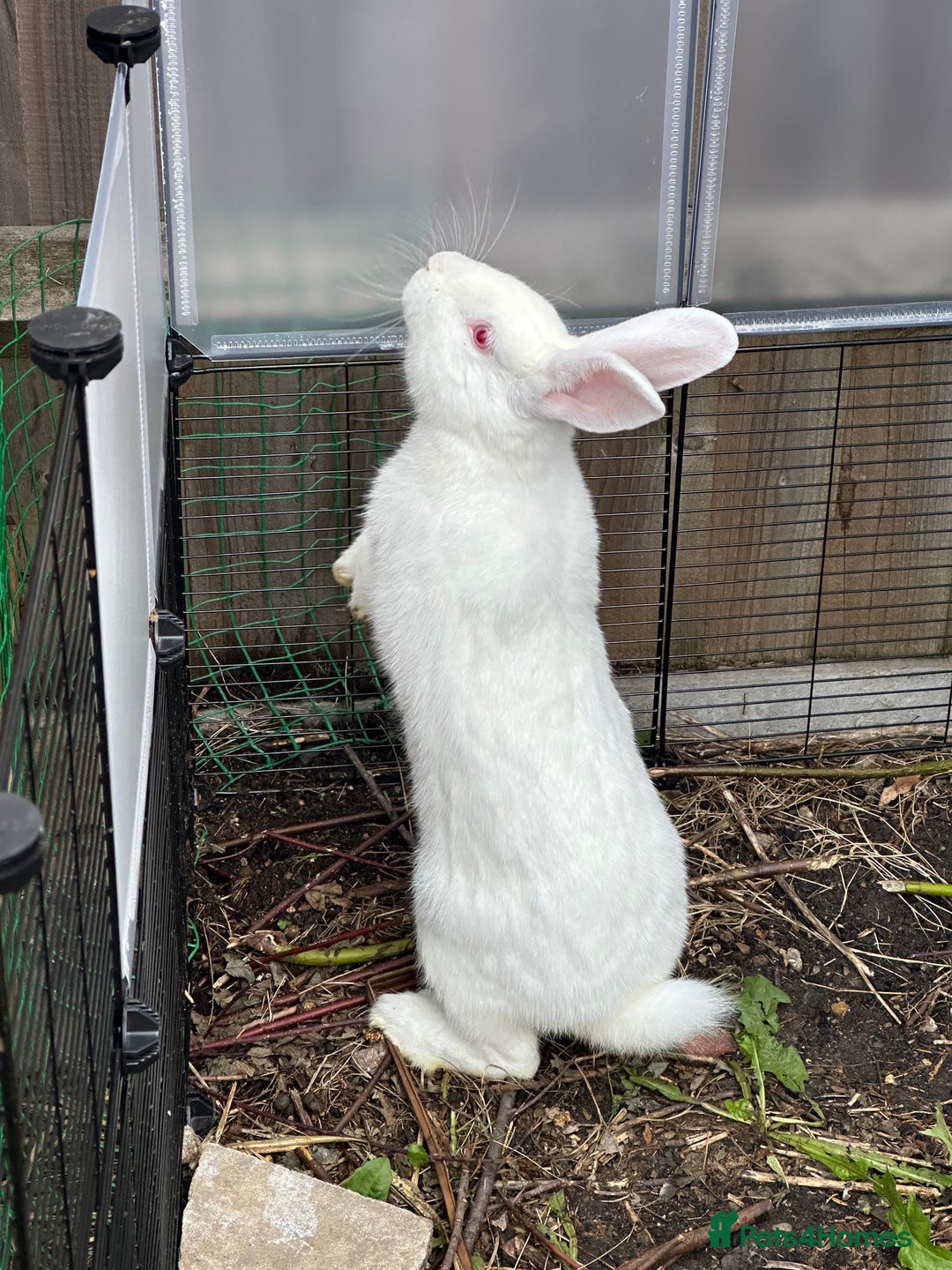 New Zealand rabbits for sale: New Zealand White  - Image 1