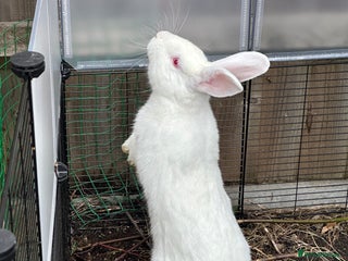 New Zealand rabbits - Advert 3
