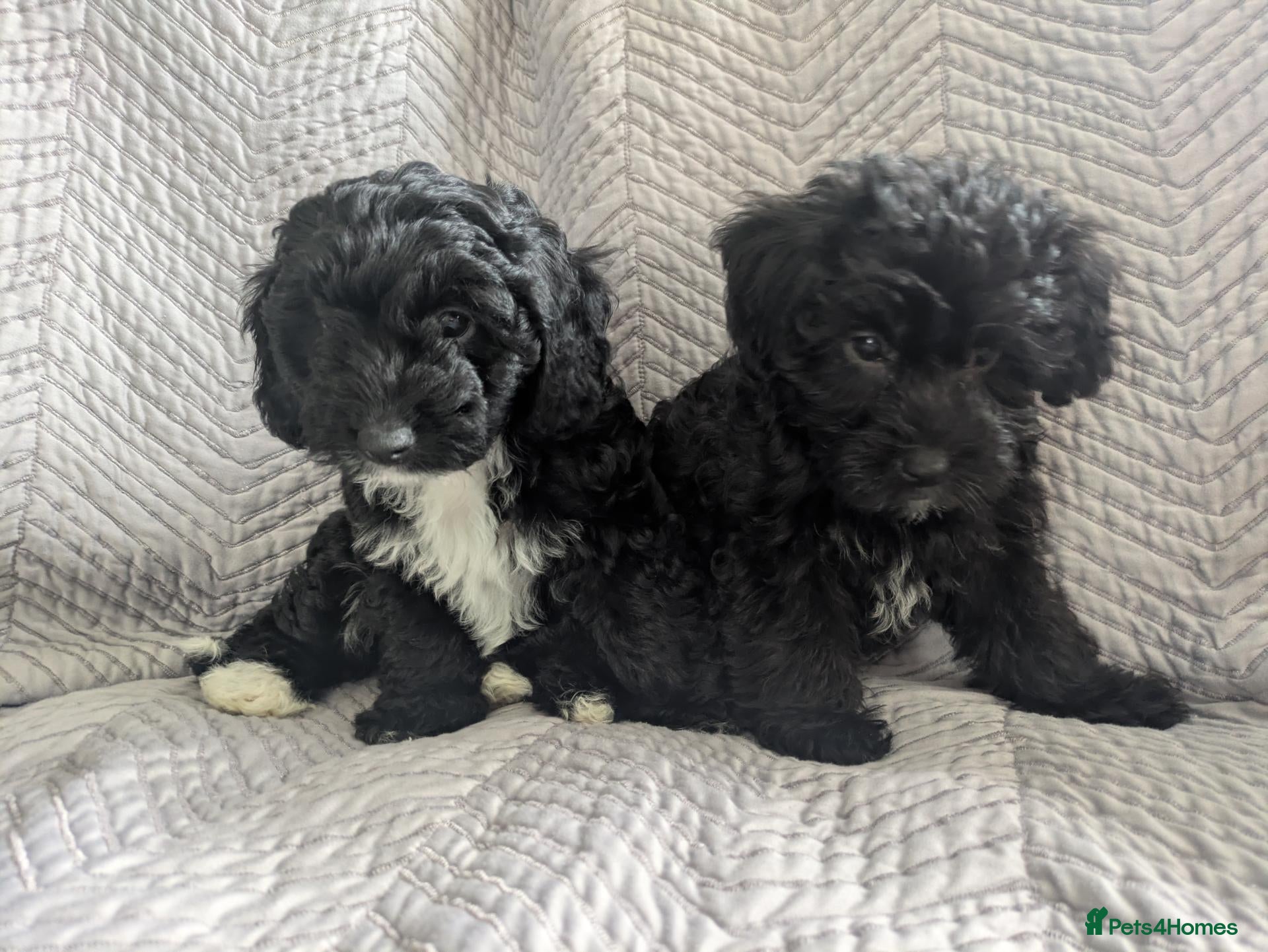 Yorkiepoo dogs YORKIEPOO puppys - Advert 1