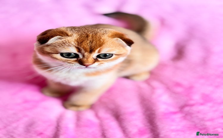 Scottish Fold cats - Advert 1