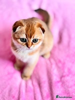 Scottish Fold cats - Advert 4