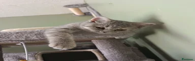 British Shorthair 2