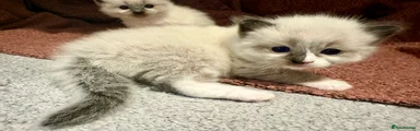 Ragdoll 1