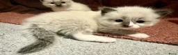 Ragdoll cats for sale: Beautiful Ragdoll Kittens - Advert 15