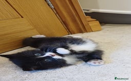 Mixed Breed cats for sale: Stunning home raised kittens  - Advert 3