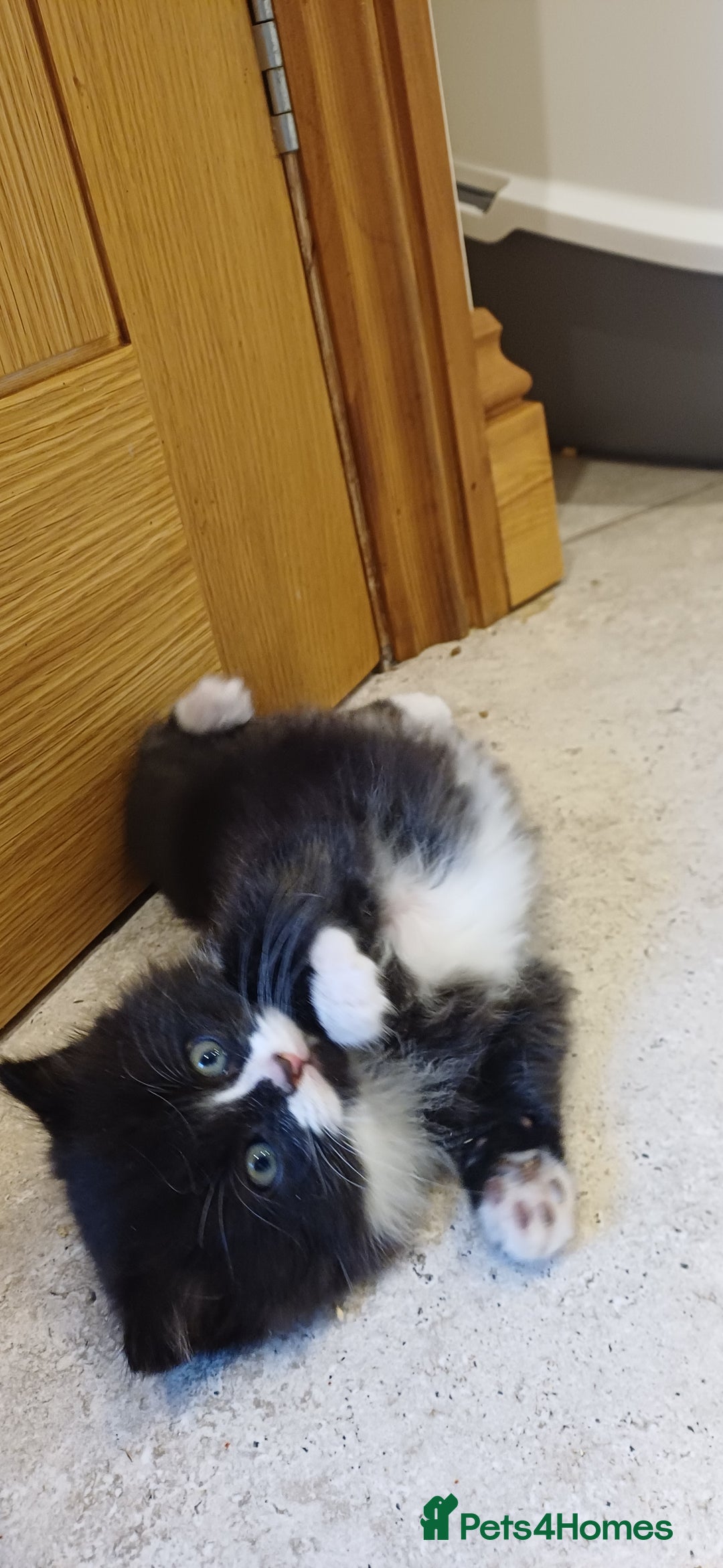 Mixed Breed cats for sale: Stunning home raised kittens  - Advert 3