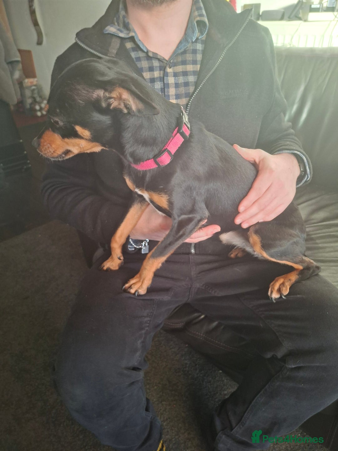 Miniature Pinscher dogs for sale: Lilo, looking for a new home. - Advert 10
