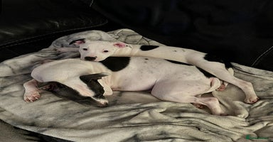 Staffordshire Bull Terrier dogs - Advert 2