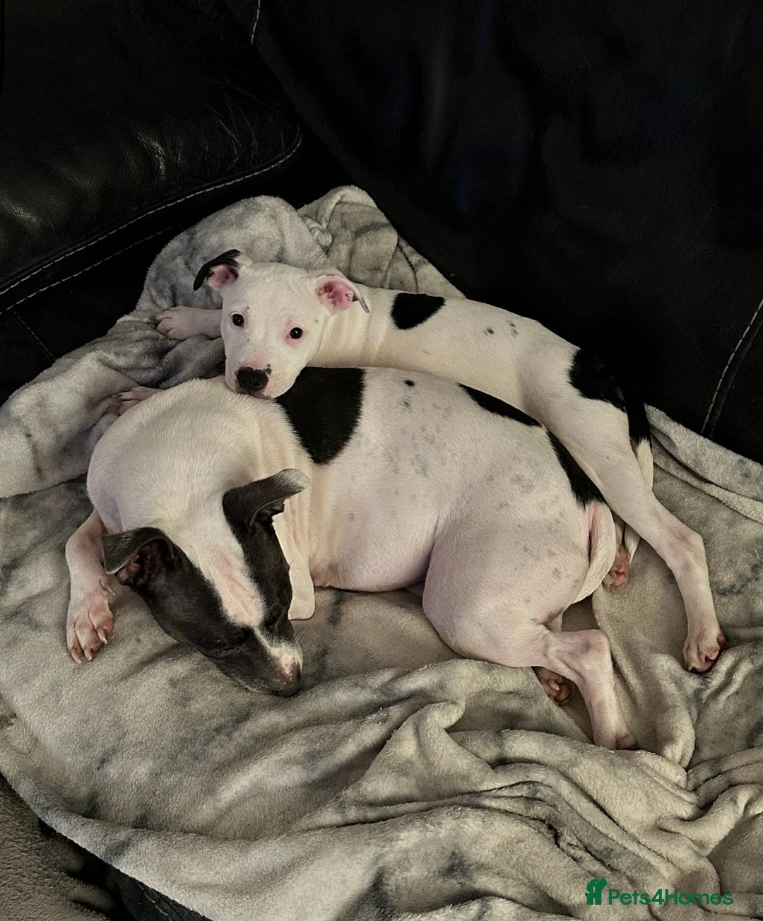 Staffordshire Bull Terrier dogs for sale: Beautiful Nearly 2 year old staff  - Image 3