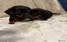 Miniature Dachshund dogs for sale: 🐾 Stunning Miniature Dachshund Puppies - Image 7