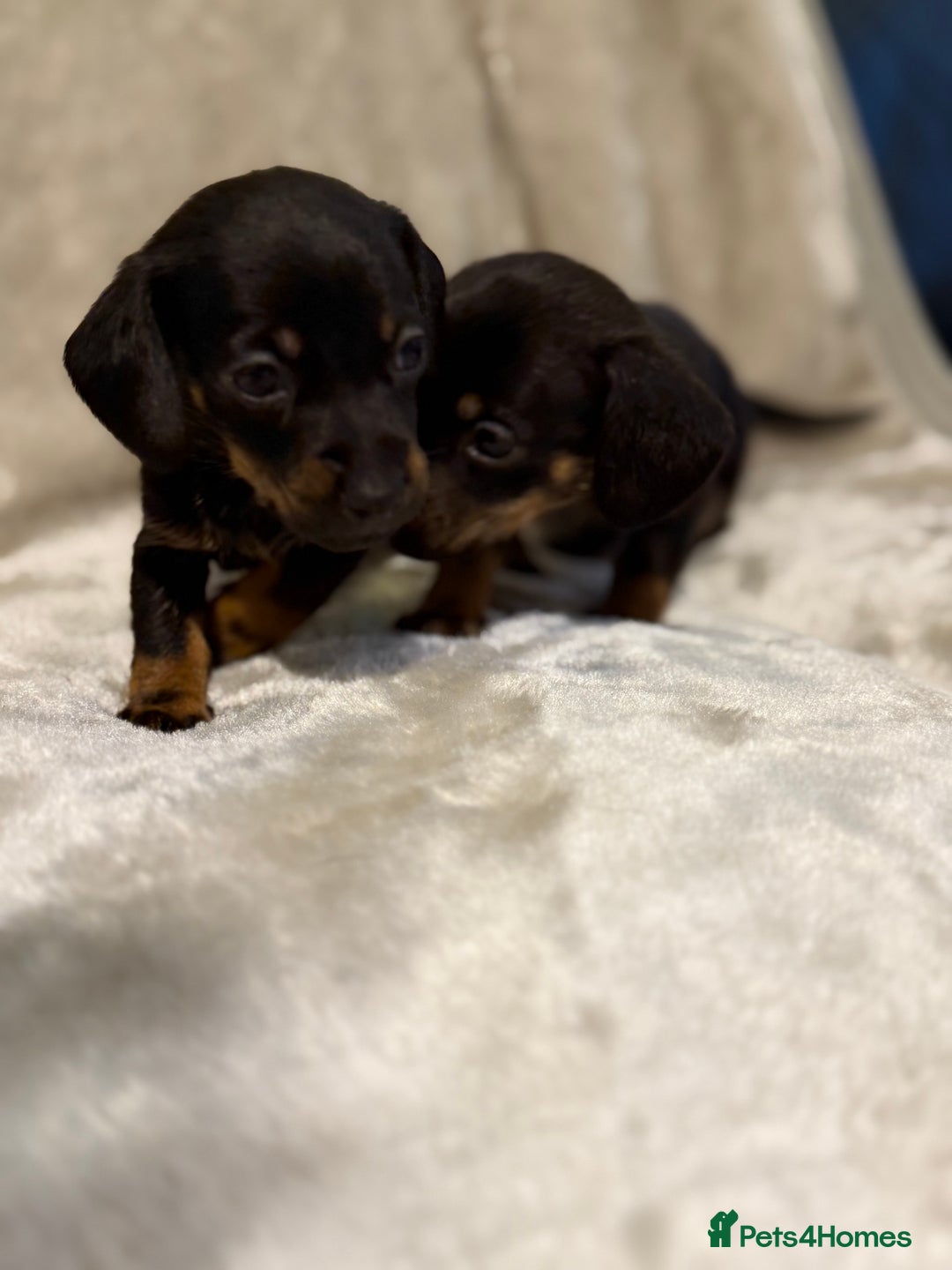 Miniature Dachshund dogs for sale: 🐾 Stunning Miniature Dachshund Puppies - Image 7