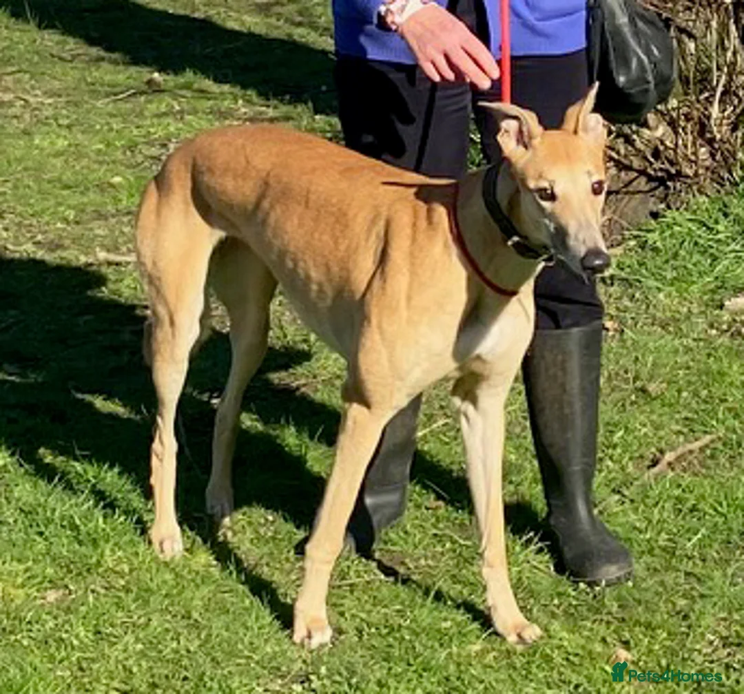 Greyhound dogs for adoption: Young Jenny wants a loving forever home - Advert 1