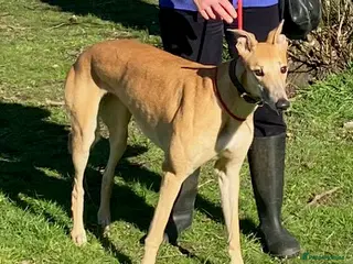 Greyhound dogs Young Jenny wants a loving forever home - Advert 1