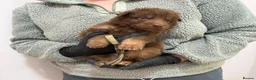 German Shepherd dogs for sale: Reduced Stunning kcreg GSD liver/tan long coats  - Advert 15