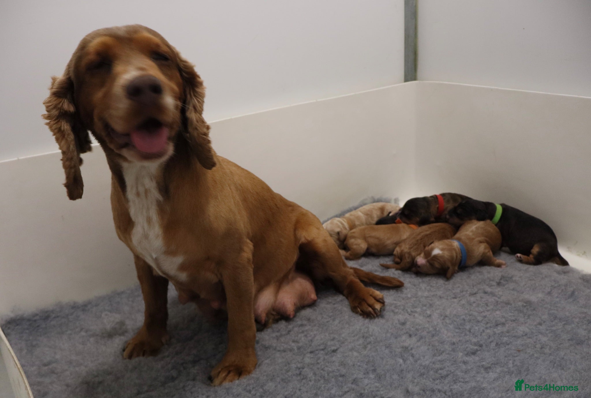 Cockapoo dogs ELITE COCKAPOOS 5* LICENSED BREEDER  - Advert 1