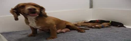 Cockapoo dogs for sale: ELITE COCKAPOOS 5* LICENSED BREEDER  - Advert 1