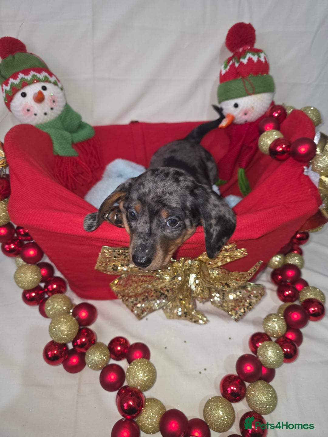 Miniature Dachshund dogs for sale: Miniature dachshund  - Advert 35