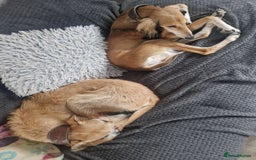 Saluki dogs for sale: 3 year old saluki girl - Image 4