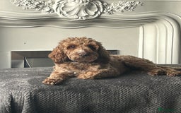 Cockapoo dogs for sale: Cockapoo puppies  - Image 5