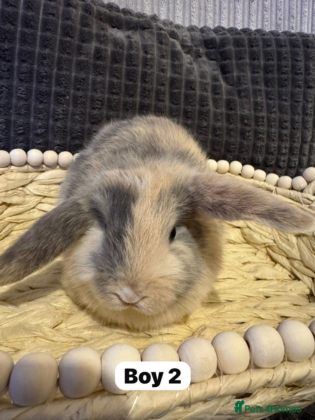 Mini Lop rabbits for sale: ✨ Beautiful Lops ✨  - Advert 3